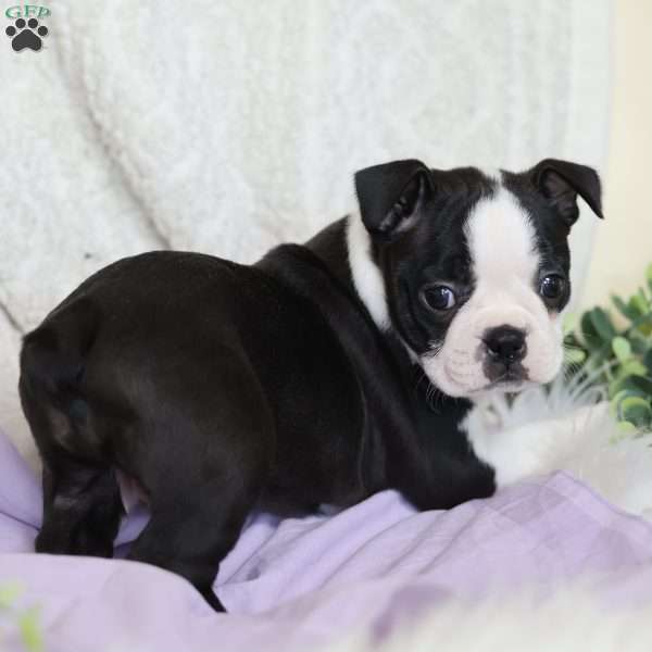 Boots, Boston Terrier Puppy